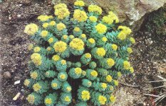 Sedum roseum