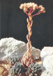 Sinocrassula yunnanensis