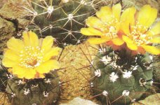 Weingartia fidaiana
