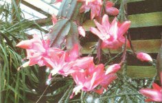 Zygocactus truncatus
