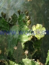 opuntia-anacantha